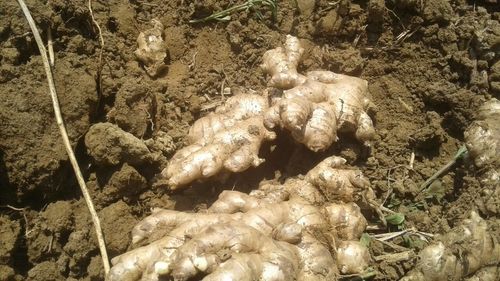 Farm Fresh Organic Ginger