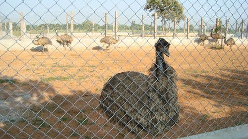 Live Emu Breaders