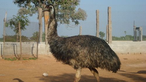 Live Emu Chicks