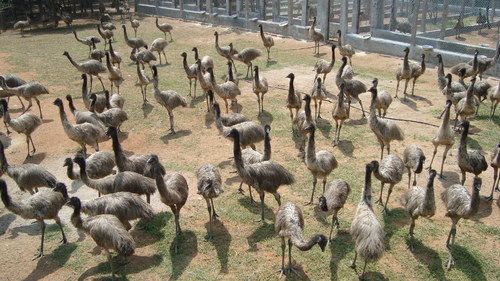Live Farm EMU Growers/Yearlings