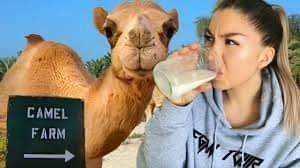 Fresh Organic Camel Milk