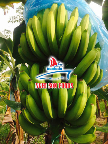 Vietnam Fresh Cavendish Banana