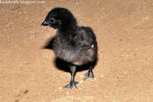 Kadaknath Chicks