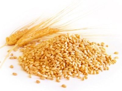 Pure Organic Healthy Wheat
