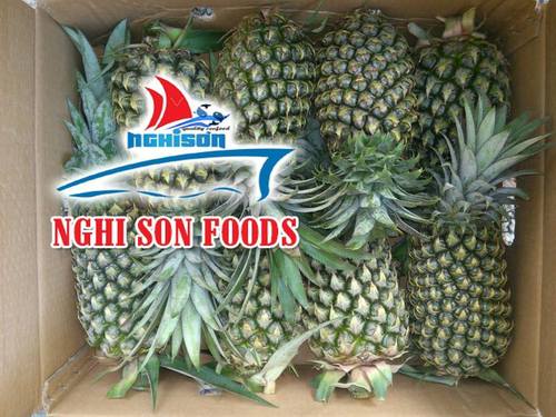 Vietnamese Fresh Organic Pineapple