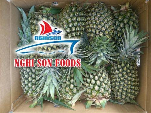 Common Vietnamese Fresh Organic Pineapple