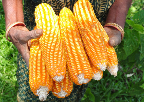 Highly Nutrition Fresh Maize