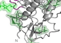 O-Linked Glycan Analysis Services