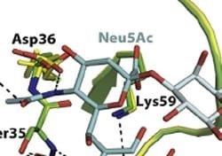 Profiling And Quantitative Analysis Services of Sialic Acid
