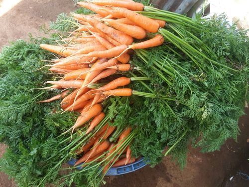 Super Fresh Red Carrot