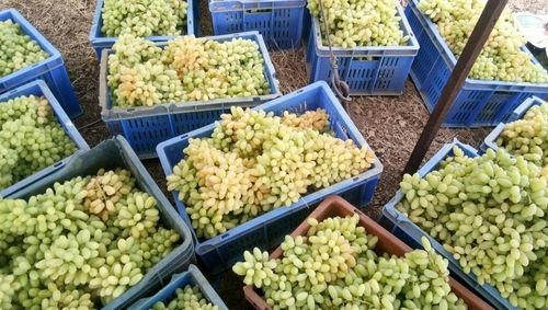 Fresh Manik Chaman Grapes