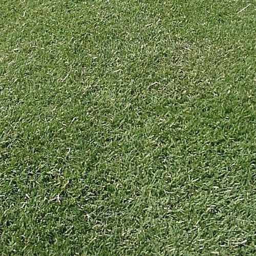 Bermuda Jack Pot Grass Seeds