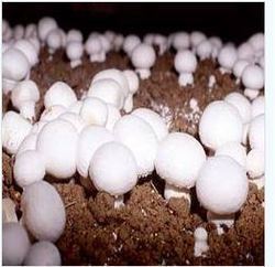 Fresh Quality Button Mushroom