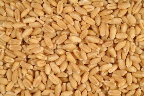 High Quality Wheat Grain