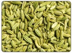 High Grade Fennel Seeds