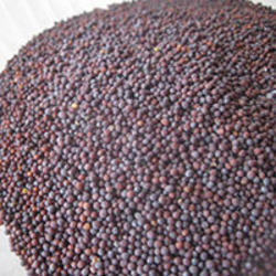 High Grade Mustard Seeds