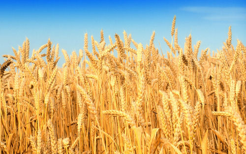 Domestic Organic Quality Wheat