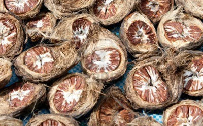 Dried Areca Betel Nuts