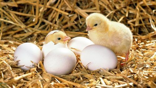 Broiler & Layer Hatching Egg Egg Origin: Chicken