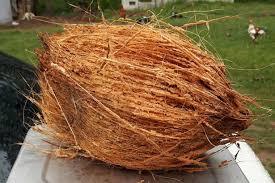 Dry Semi Husked Coconut