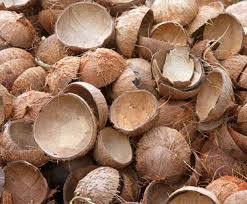 Fresh And Pure Coconut Shell Size: Standard