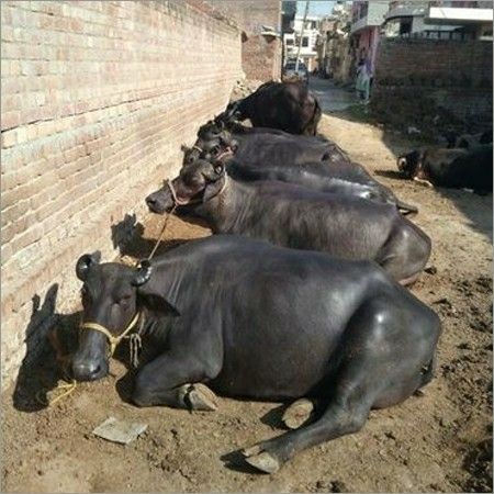 Indian Breed High Milk Production Buffalo