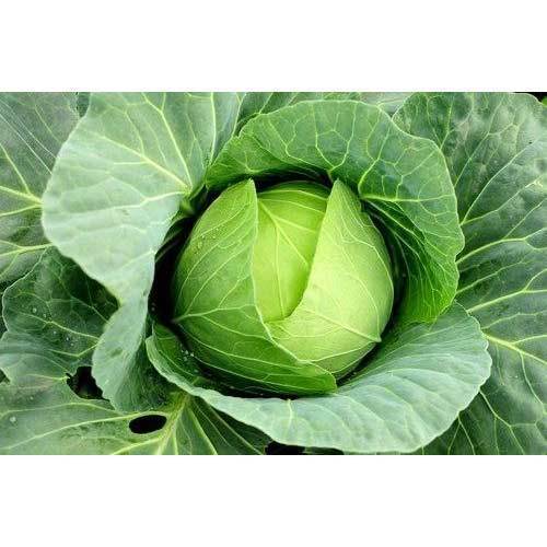 Rich Nutrition Full Fresh Cabbage