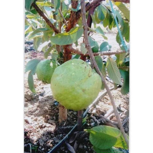 Green Taiwan Guava Plant