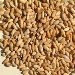 Splendid Quality Neem Seed