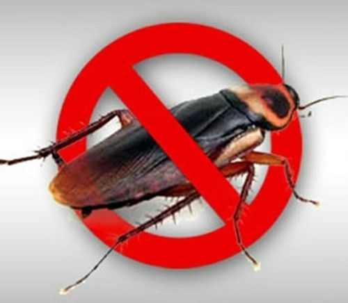 Cockroach Pest Control Services