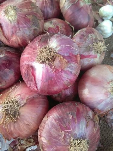 Organic Fresh Pink Onion