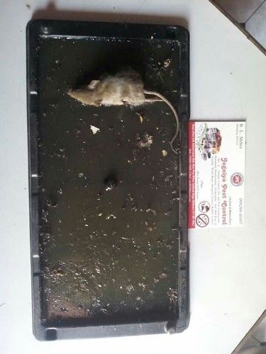Rodent Pest Control Services By Jogniya Pest Control Services