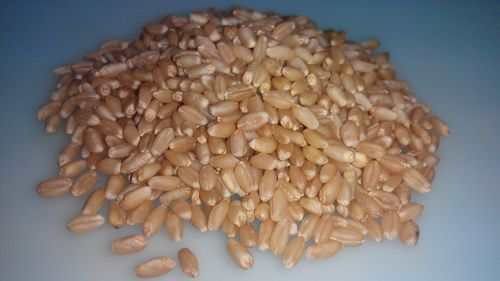 High Grade Fresh Wheat