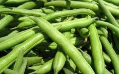 Best Affordable Price Green Beans