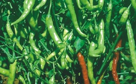 Green Chilly With High Nutrition Value