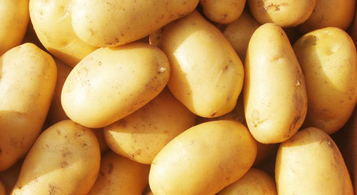 Healthy And Nutritious Potato