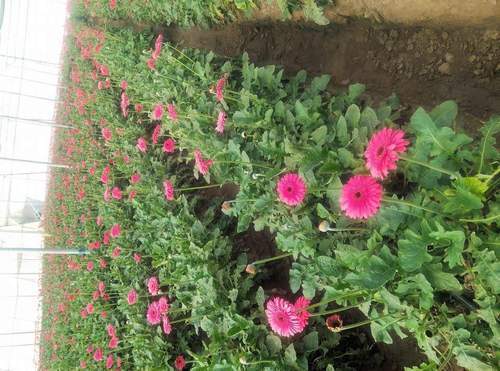 Pink Colour Flower Plants