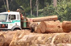 Raw Quality Timber Wood