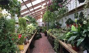 Indoor Natural Nursery Plant