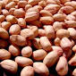 Best Price Peanut Seeds