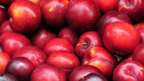 Fresh And Healthy Taste Rich Plums