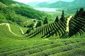 Organic Pure Tasty Assam Tea 