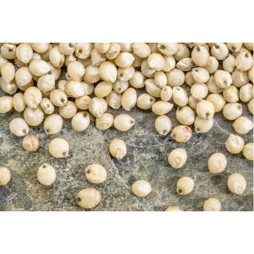Quality Tested Sorghum Seeds