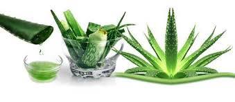 Aloe Vera Hair Oil