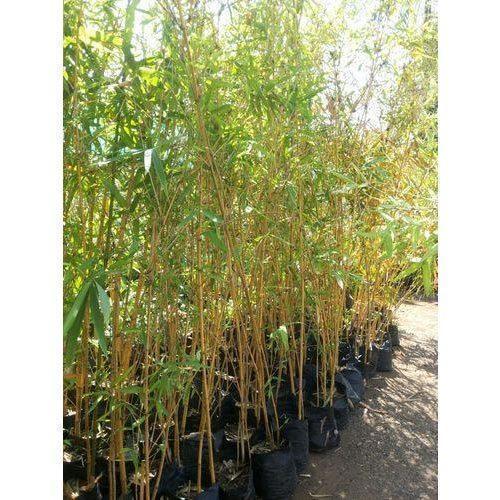 Indian Golden Bamboo Plant