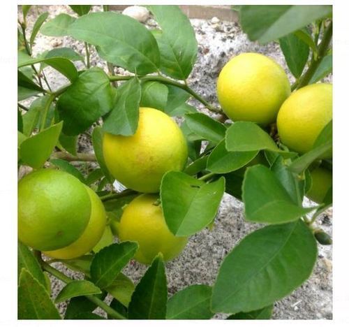 Thai Seed Lemon Plant