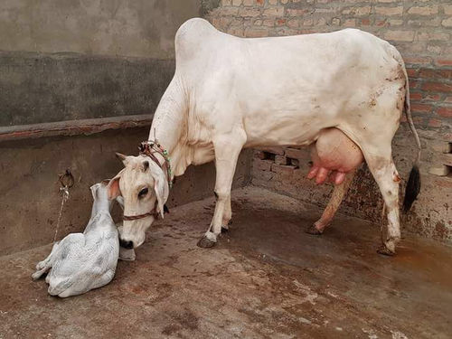 High Milk Producing Dairy Cow - Superior Breeding Quality , High Yield Potential and Health Benefits