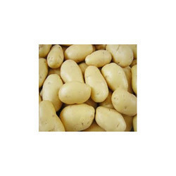 Sugar Free Potato - Oval Medium Size, White Color | Fresh, Nutritious, Delicious, Firm Texture, Versatile, Sugar-free, High Quality
