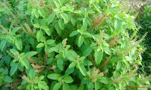 Aromatic Perennial Tulsi Plants