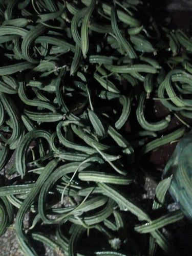 Green Long Tori Vegetable